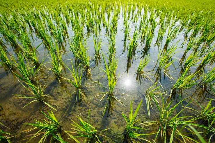 Seeding Rice