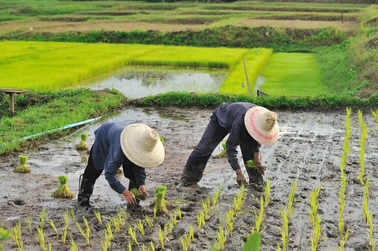 Transplanting