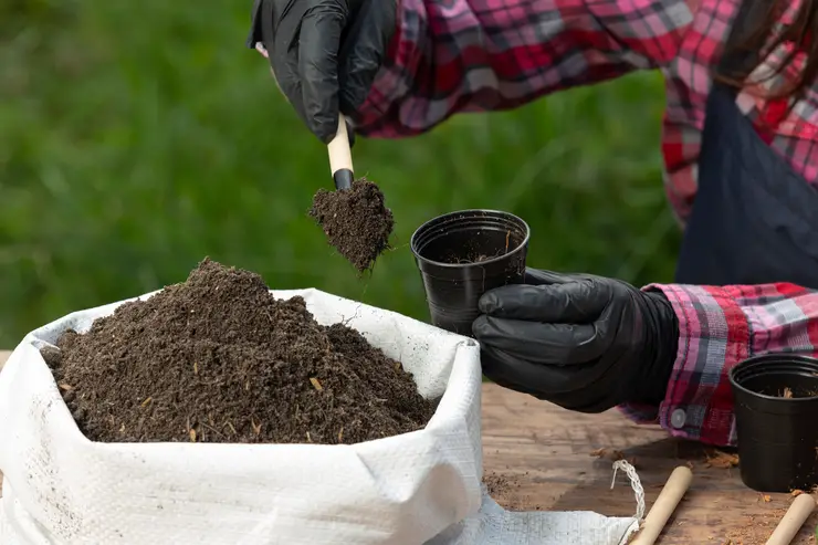 Potting Soil For Seedlings