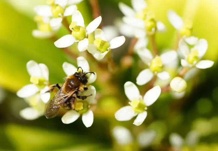 closeup shot of a bee on several white flowers