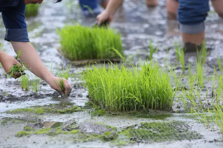 friendship,young farmer planting on the rice berry organic paddy