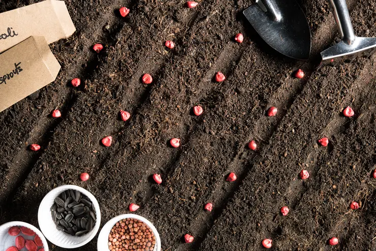 top view image of planting seeds in soil