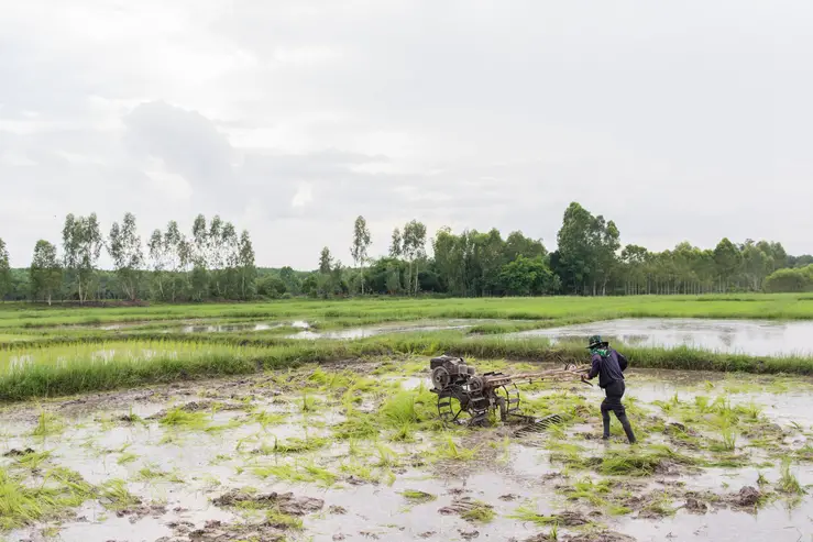 plows machine farmer using walking tractor plowing in rice fie