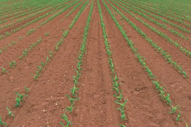 Twin Row Spacing