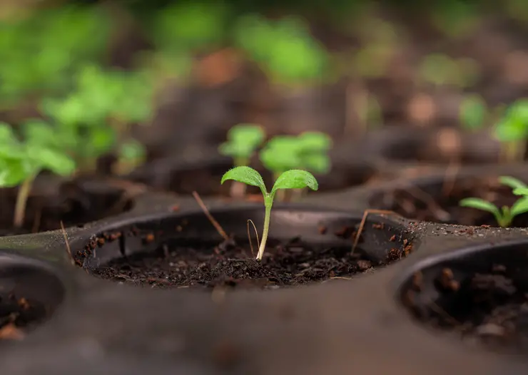 seedlings in the planting tray.