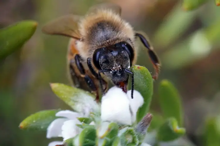 selective focus shot of a bee sitting on a flower with a blurred background