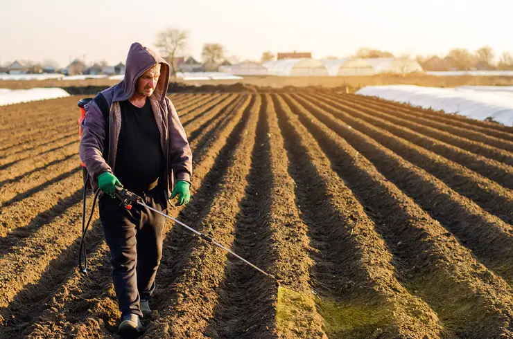 weed emergence with spraying