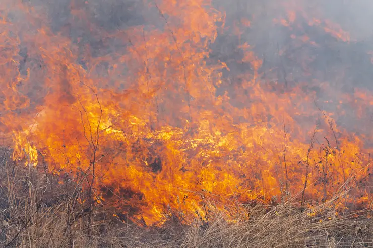 Heatstroke And Its Impact On Chicago Planting Zone 