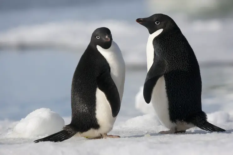 Adelie Penguin