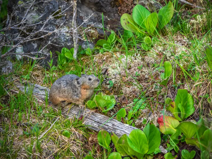 American Pika 