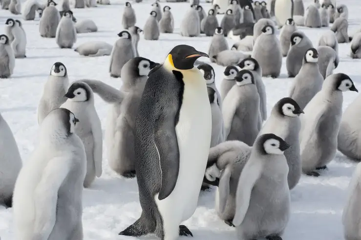 EMPEROR PENGUIN