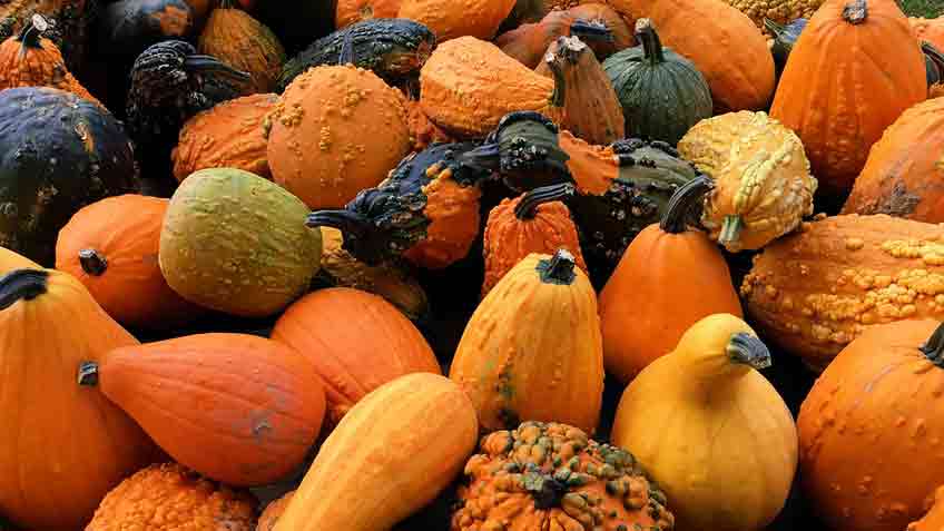 choose a mature squash