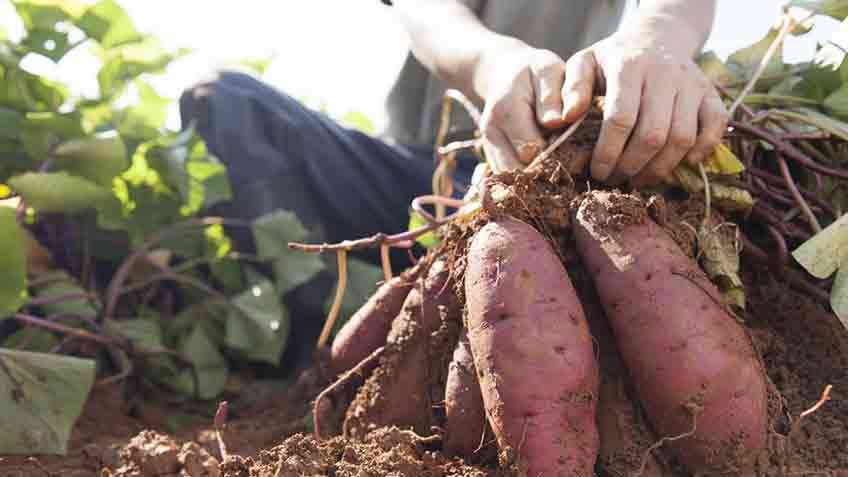 harvest grown sweet potatoes