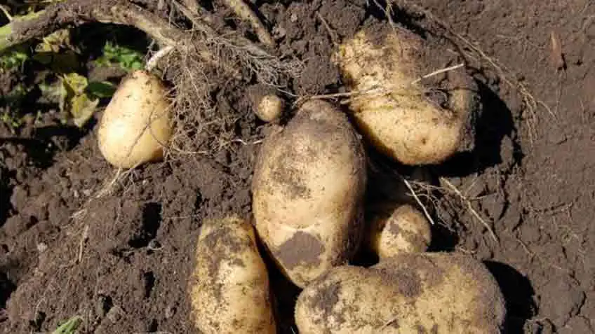 harvest your planted potatoes