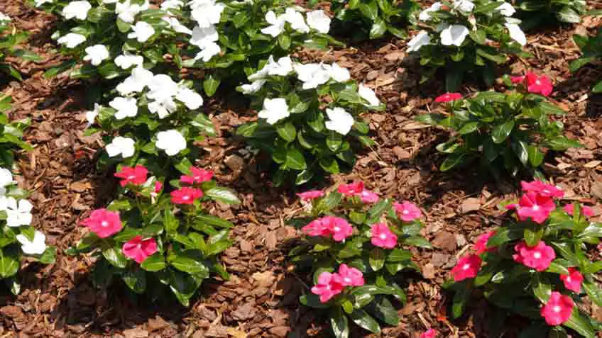 how to prepare a flower bed before planting