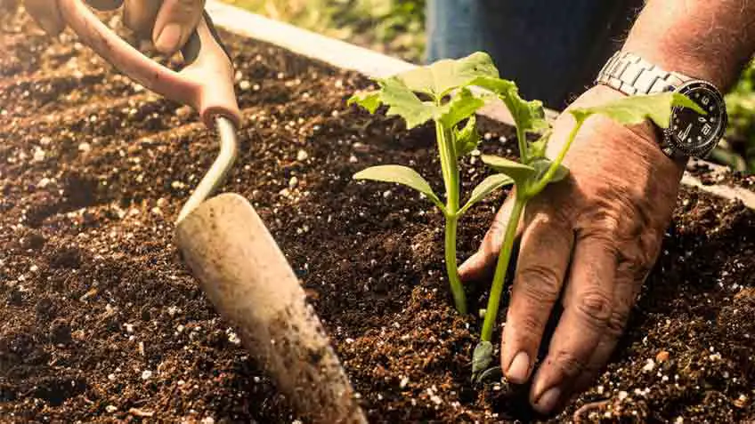 how to prepare soil for planting shrubs