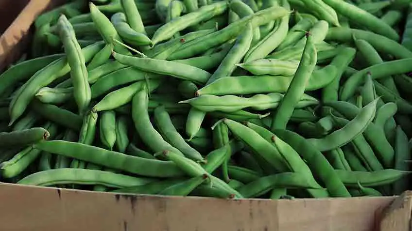 how to save green bean seeds for planting next year