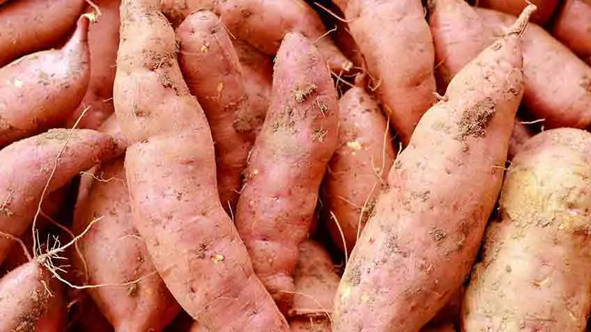 how to sprout sweet potatoes