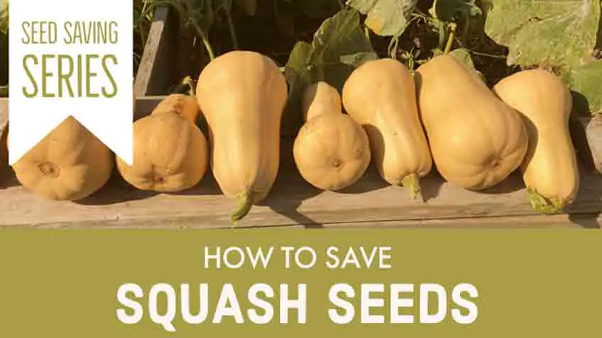how to save spaghetti squash seeds for planting
