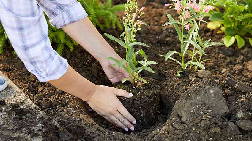 plant your shrub