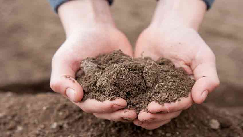 soil bed preparation for shrub planting