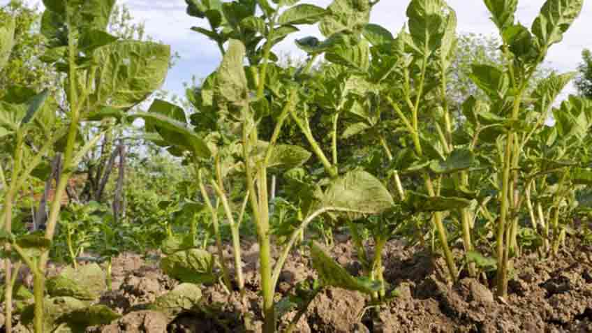 water your planted potatoes