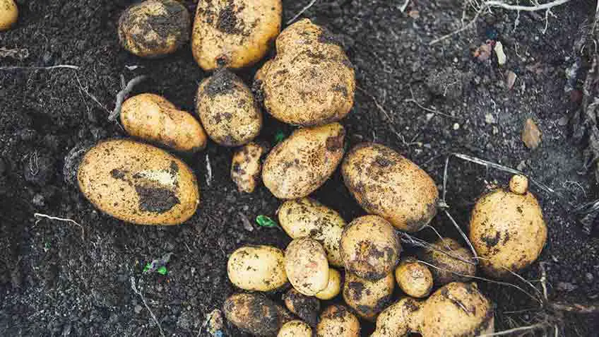 when to planting potatoes