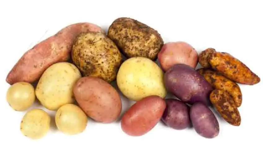 types of potatoes